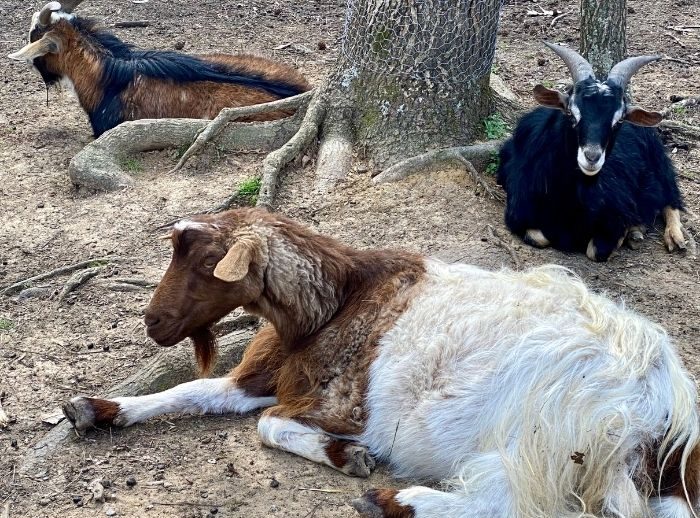 goats at GoFAR USA Park