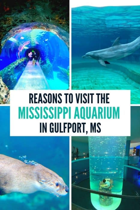  Reasons to Visit the Mississippi Aquarium in Gulfport, MS