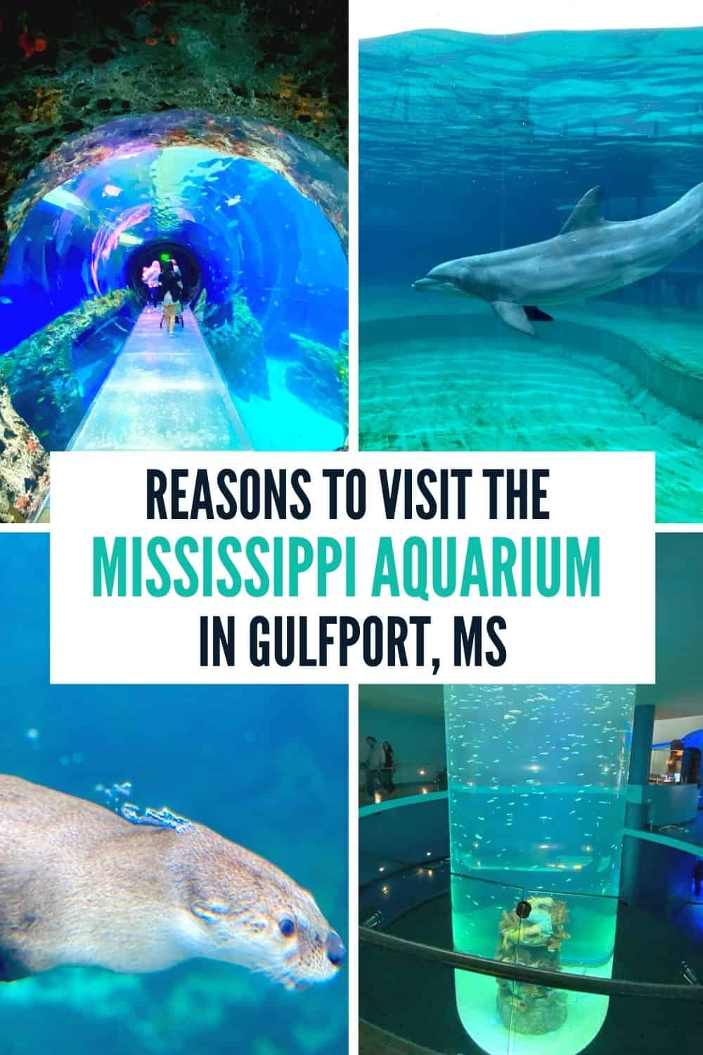 Reasons to Visit the Mississippi Aquarium in Gulfport, MS - Adventure Mom