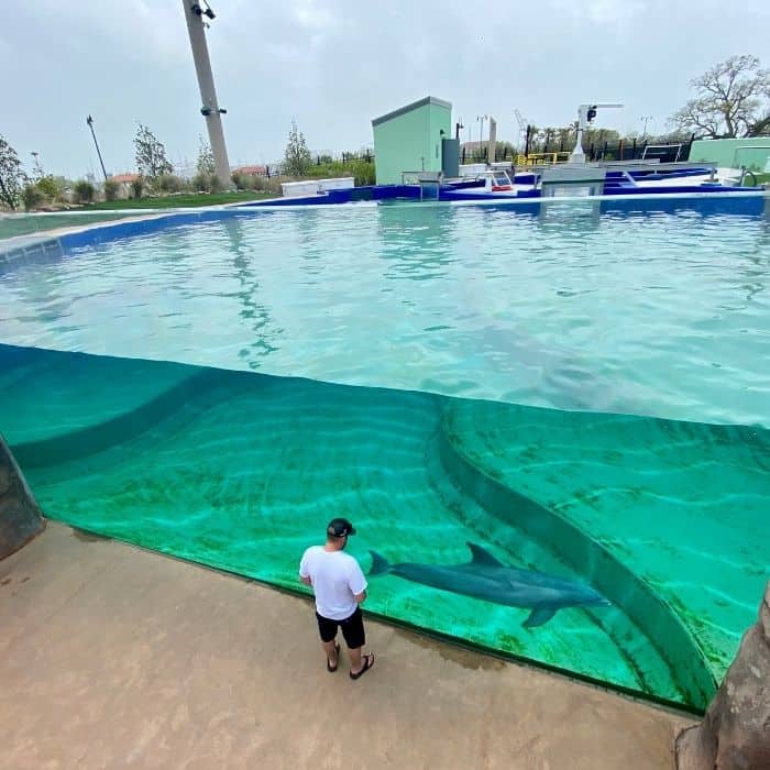 dolphin exhibit at Mississippi Aquarium 