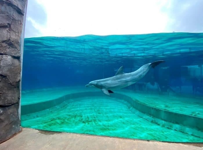 dolphin exhibit at Mississippi Aquarium