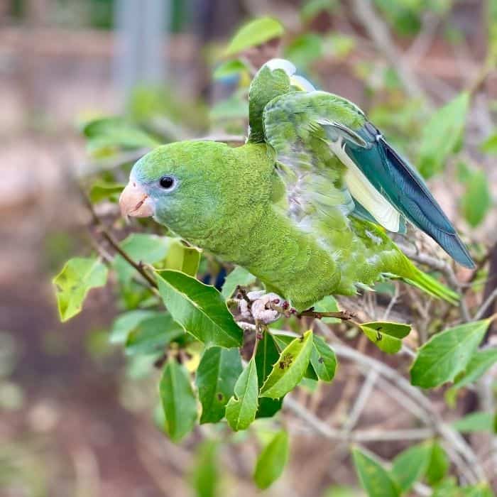 green bird in the Bird Aviary at Mississippi Aquarium 
