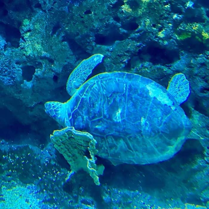 sea turtle at Mississippi Aquarium 