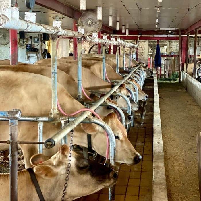 cows at Young's Jersey Dairy 