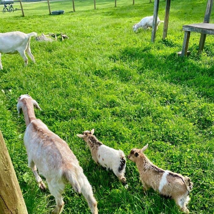 goats-at-Schoolhouse-restaurant