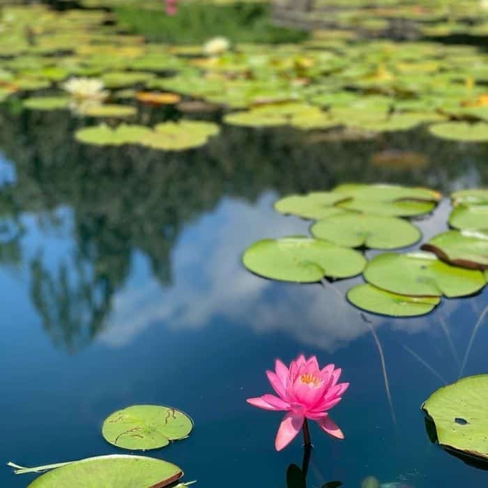 lily pad-Holden-Arboretum