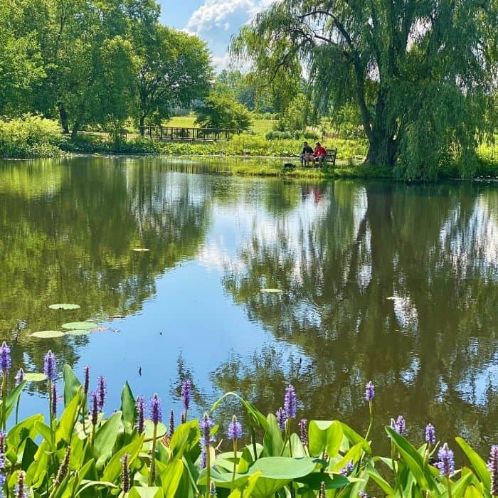 pond at Holden Arboretum