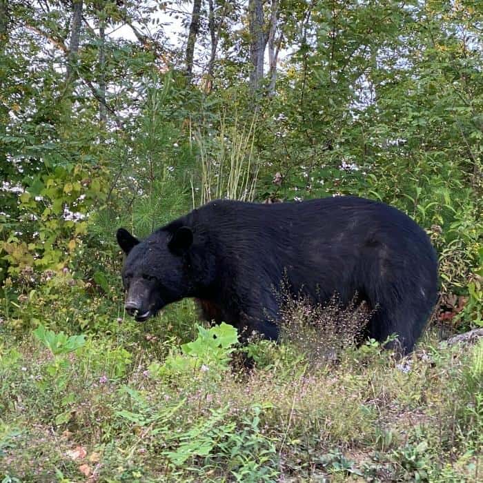black bear in Gatlinburg 