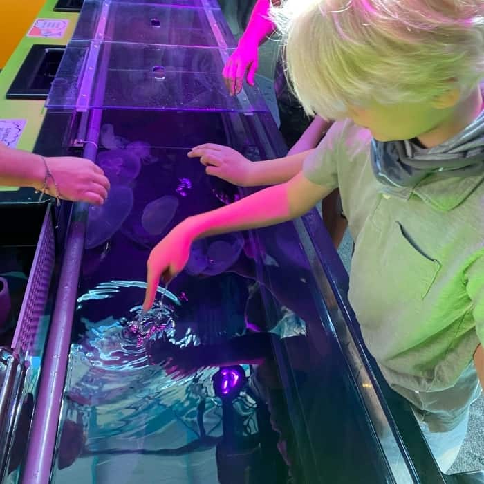 touch a jellyfish at Ripley's Aquarium