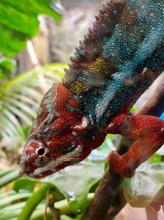 colorful lizard at Tennessee Aquarium