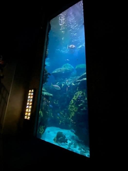 exhibit at Tennessee Aquarium
