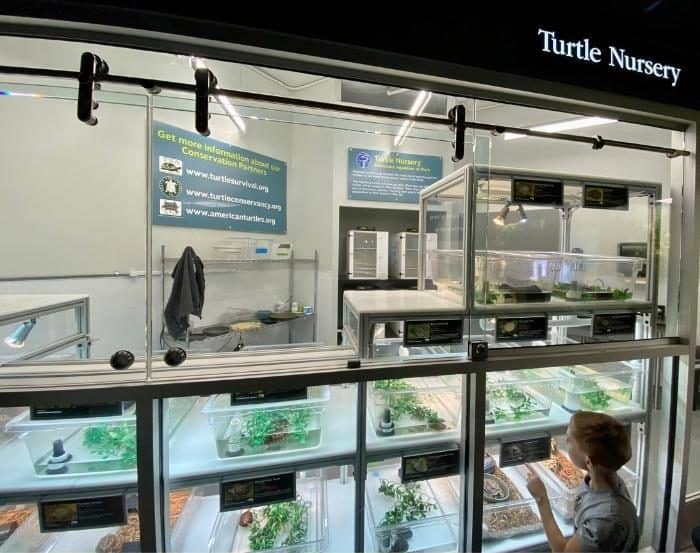 turtle nursery at Tennessee Aquarium