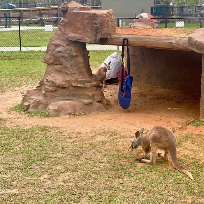Kangaroo Encounter at the Gulf Shores Zoo