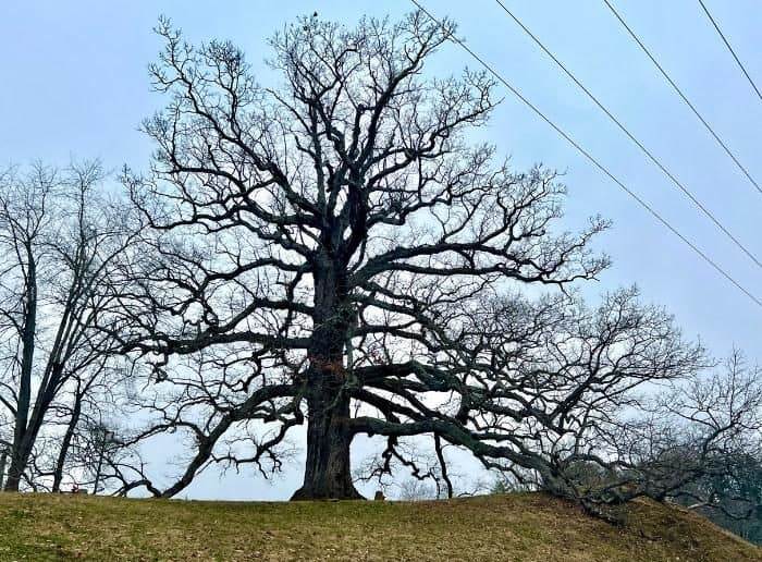 600 year old oak tree