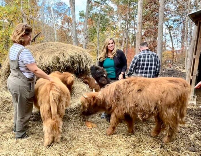 Hands-On Scottish Highland Cow Experience at Pfarr Farms 