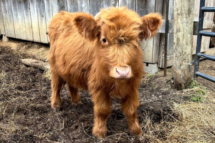Hands-On Scottish Highland Cow Experience at Pfarr Farms