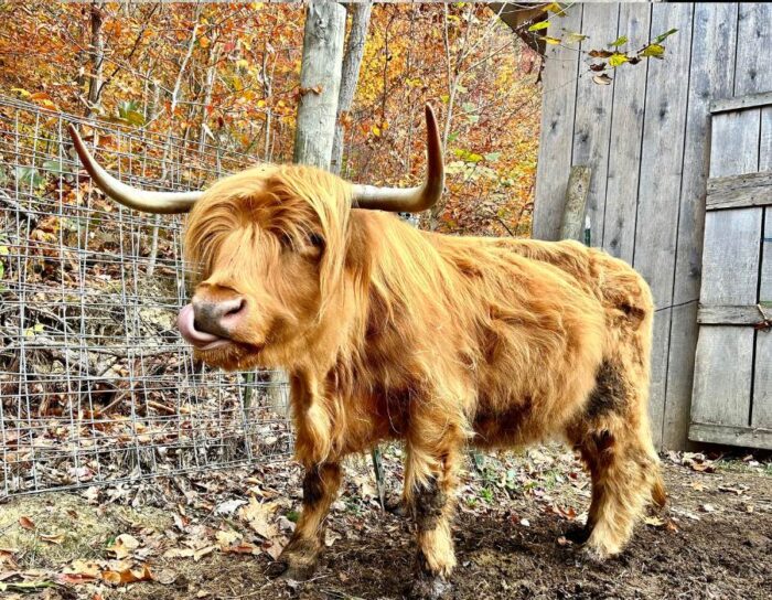 Hands-On Scottish Highland Cow Experience at Pfarr Farms  