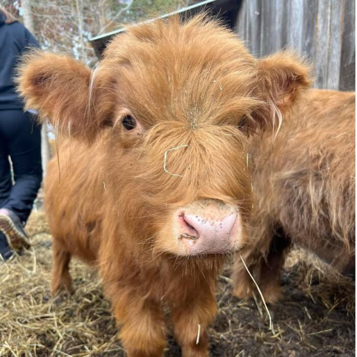 Hands-On Scottish Highland Cow Experience at Pfarr Farms  