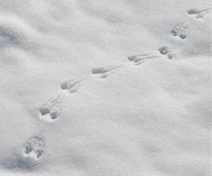 animal tracks in the snow