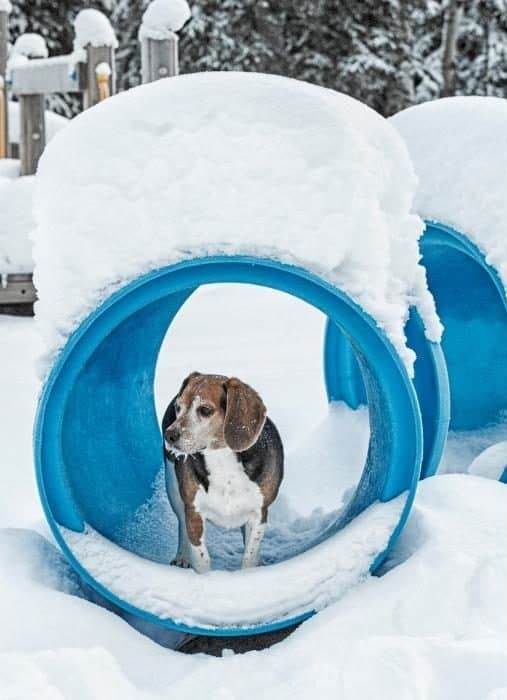 dog on obstacle course in the snow