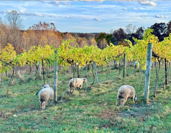 sheep at Le Petit Chevalier Vineyards and Farm Winery