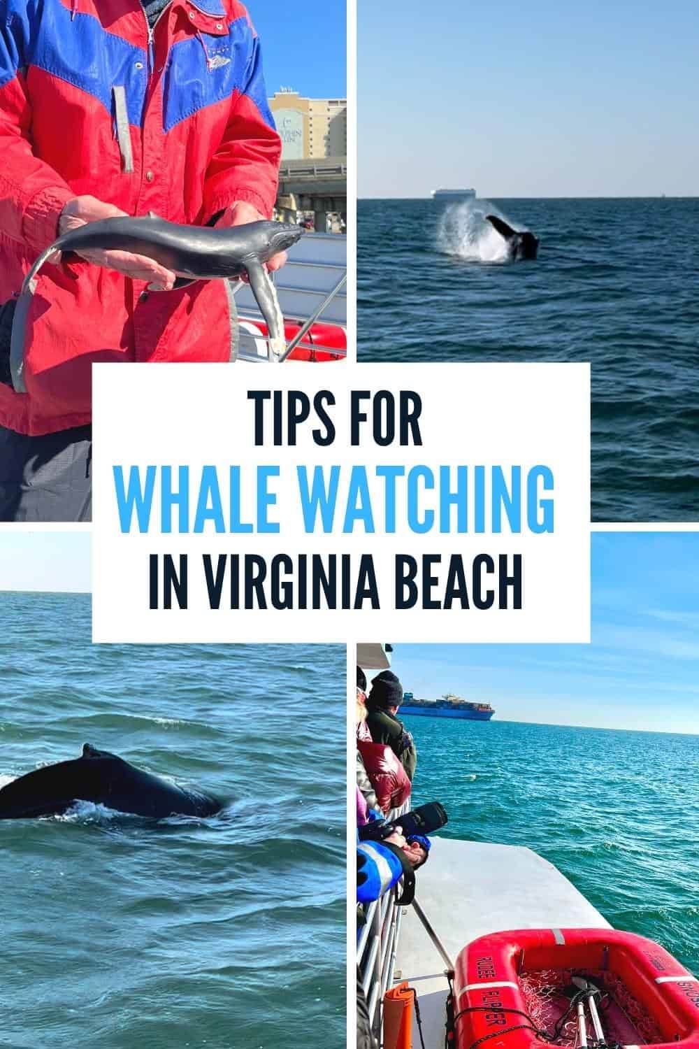 Tips for Whale Watching in Virginia Beach Adventure Mom