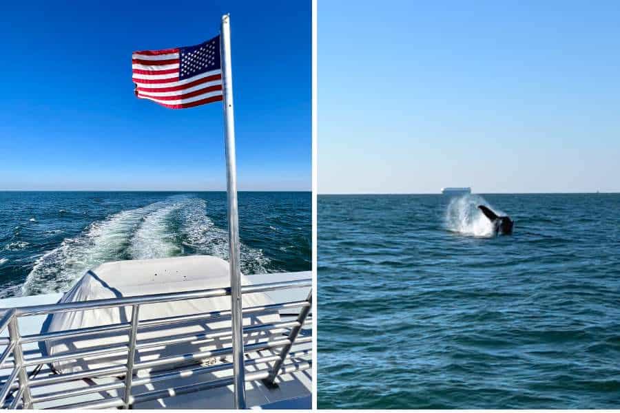 Tips for Whale Watching in Virginia Beach