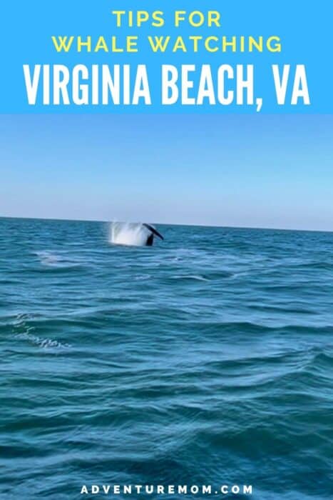 Tips for Whale Watching in Virginia Beach VA