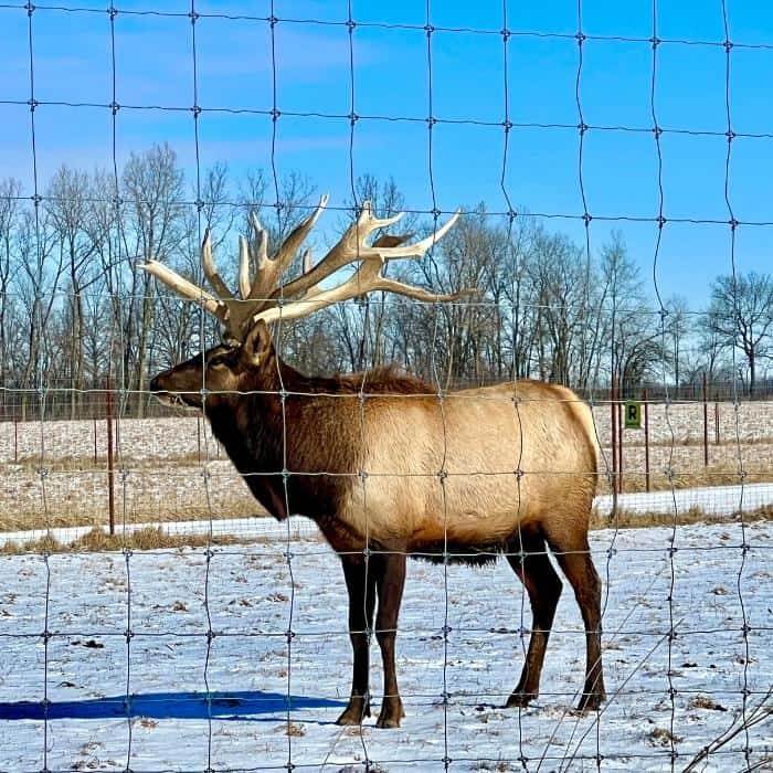 elk at Quiet Harmony Ranch