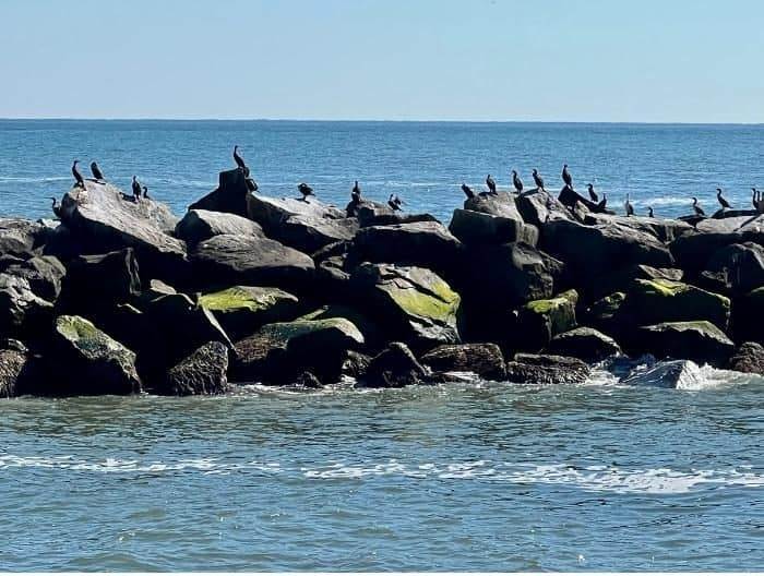 seabirds on rocks at Virginia Beach