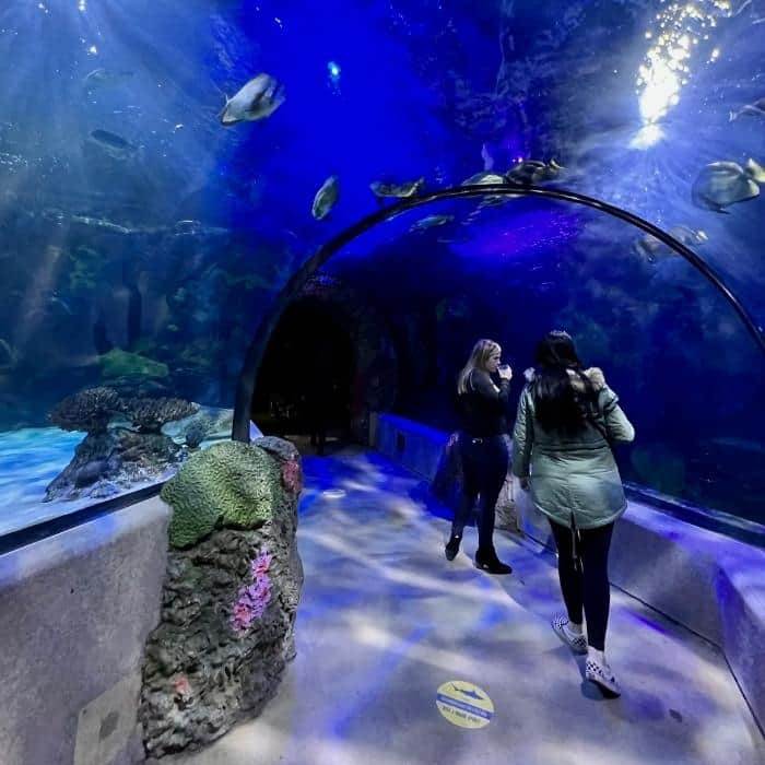 tunnel at Virginia Aquarium and Marine Science Center