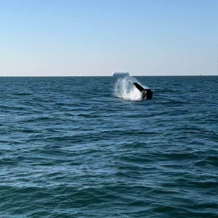 whale tail in ocean near Virginia Beach 
