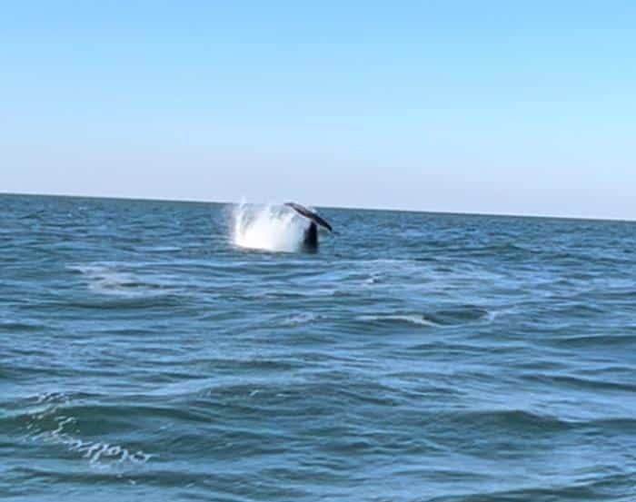 whale tail in ocean near Virginia Beach 