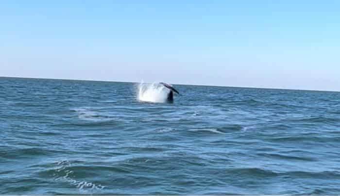 whale watching in Virginia Beach
