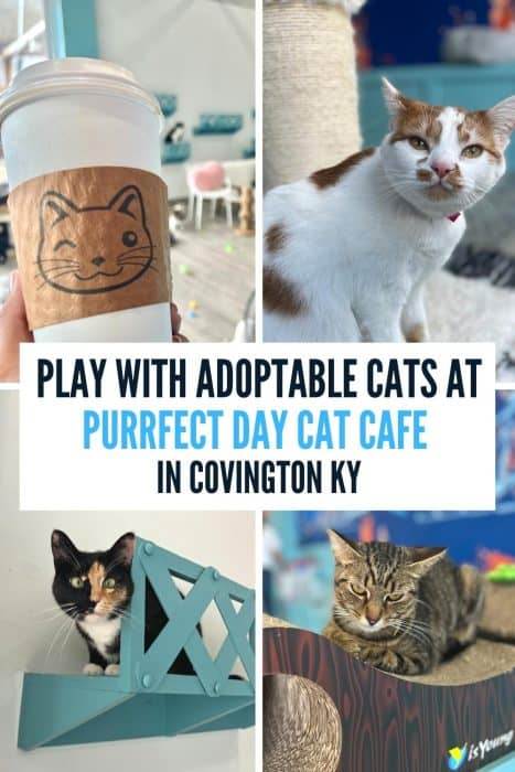 Play With Adoptable Cats at Purrfect Day Cat Cafe in Covington KY