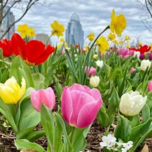 The Best Places to See Spring Flowers in Cincinnati