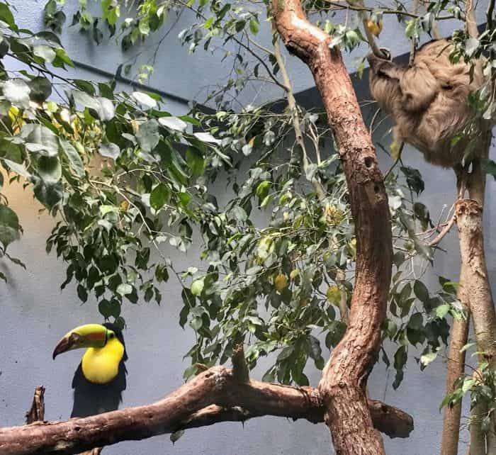 bird and sloth at National Aviary in Pittsburgh 