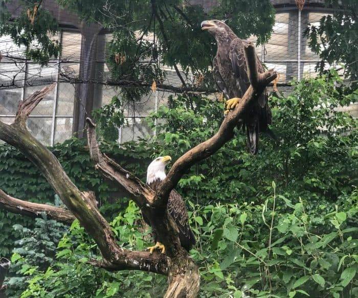 eagles at National Aviary in Pittsburgh 