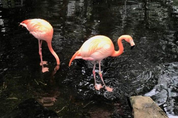 flamingo at National Aviary in Pittsburgh 