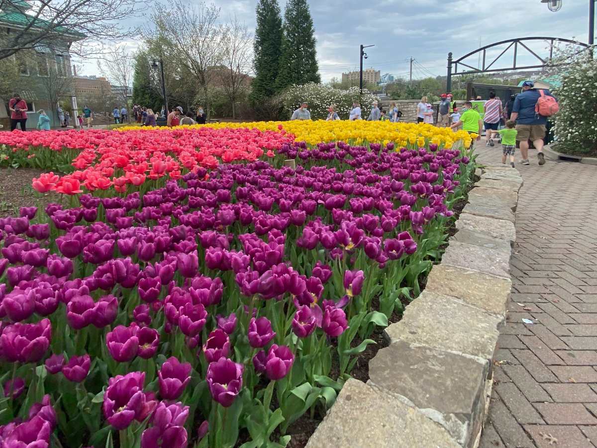 5 Reasons to Attend Tunes & Blooms at the Cincinnati Zoo
