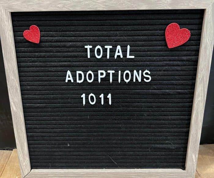 total adoptions at the cat cafe