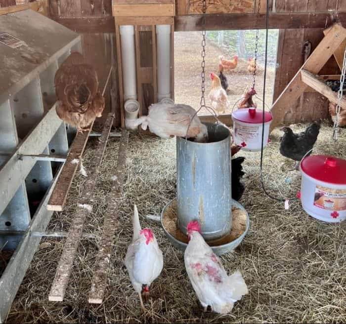chickens at Aullwood Audubon Farm