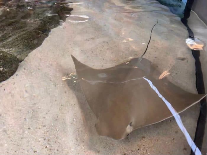 sting ray touch tank at St. Louis Aquarium