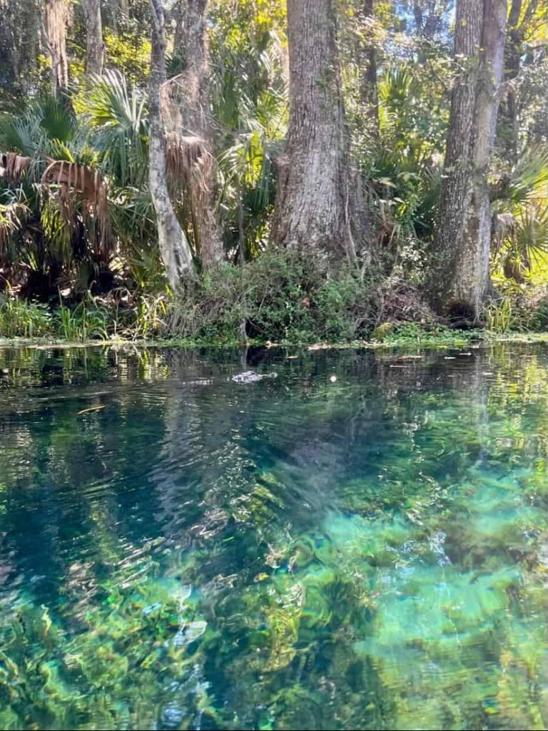 Awesome Things to Do in Silver Springs, Florida