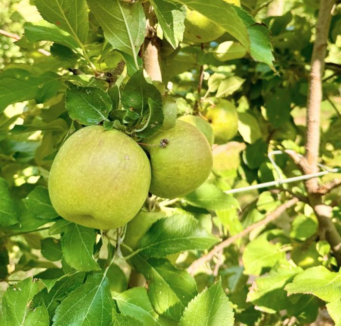 green apples at Karnes Orchard 