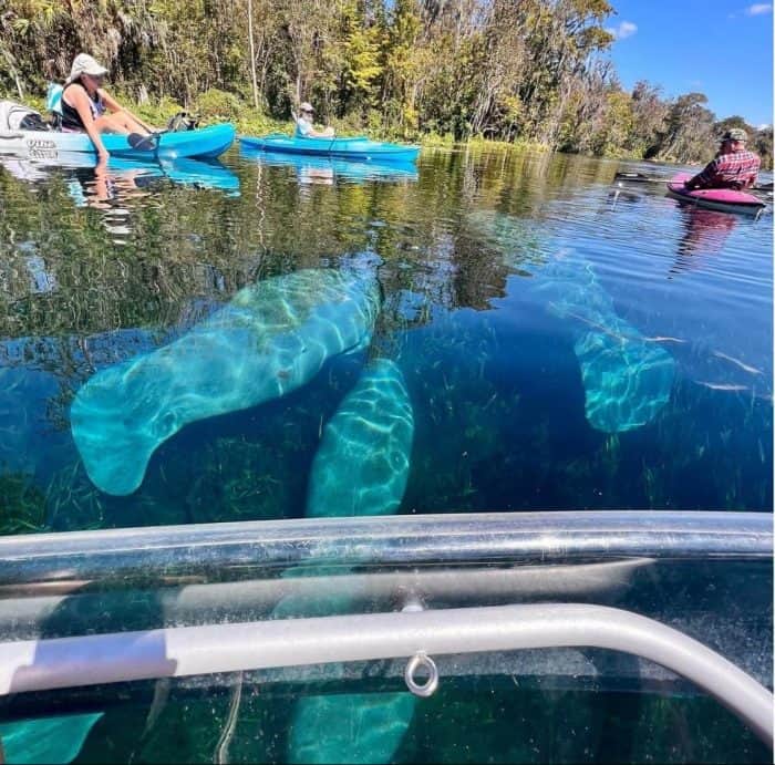 manatees at Silver Springs State Park