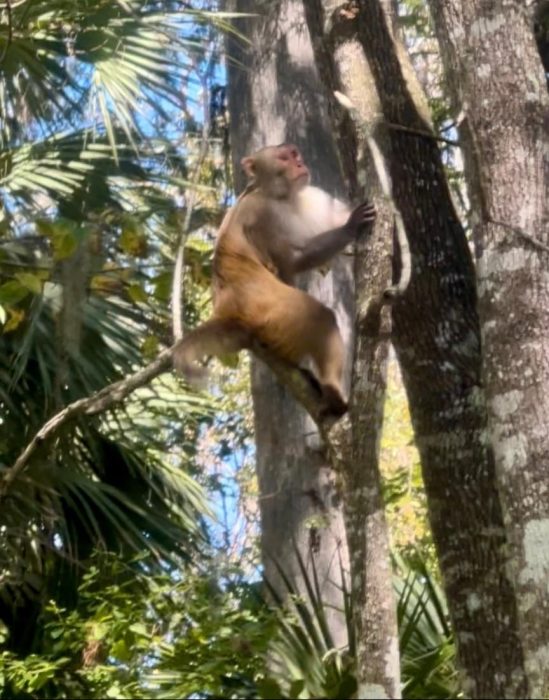 monkey at Silver Springs State Park