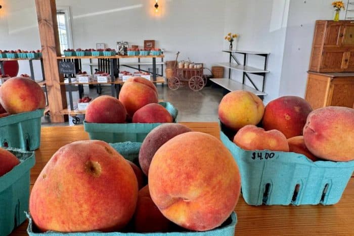 peaches at Karnes Orchard 