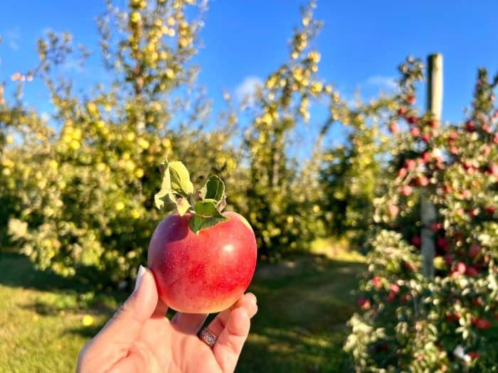 picking apples at Karnes Orchard