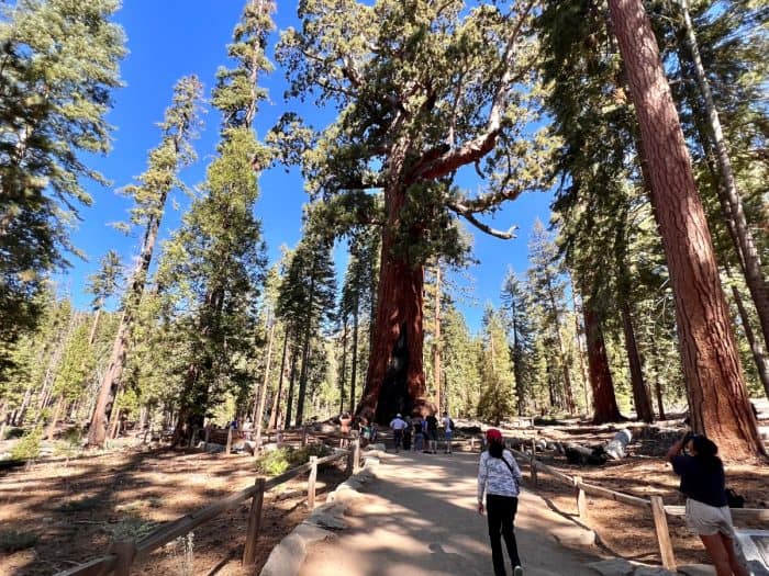  Grizzly Giant tree at Mariposa Grove of the Sequoias in California